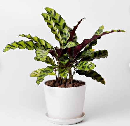 1 Live Plant Calathea Lancifolia Rattle Snake Starter Plant For Garden
