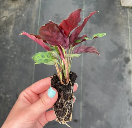 2 Live Plant Calathea Lancifolia Rattle Snake Starter Plant For Garden