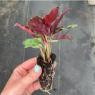 2 Live Plant Calathea Lancifolia Rattle Snake Starter Plant For Garden