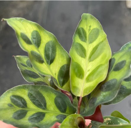 Rattle Snake 8 Calathea Lancifolia Live Plant Starter Plant For Garden