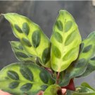 Rattle Snake 8 Calathea Lancifolia Live Plant Starter Plant For Garden