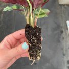 Live Plant Starter Plant Rattle Snake 16 Calathea Lancifolia For Garden