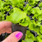 Live Plant 2 Platycerium Elephantotis Staghorn Fern Starter Plant For Garden