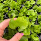 Elephantotis Staghorn Fern Starter Plant Live Plant 4 Platycerium\For Garden