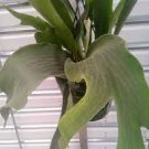 Live Plant 8 Elephantotis Staghorn Fern Starter Plant Platycerium\For Garden