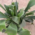 16 Elephantotis Live Plant Staghorn Fern Starter Plant Platycerium\For Garden