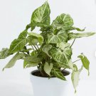 1 Live Plant Syngonium White Butterfly Starter Plant For Garden