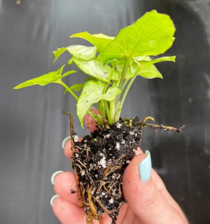 Syngonium White 2 Live Plant Butterfly Starter Plant For Garden
