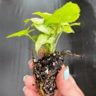 Syngonium White 2 Live Plant Butterfly Starter Plant For Garden