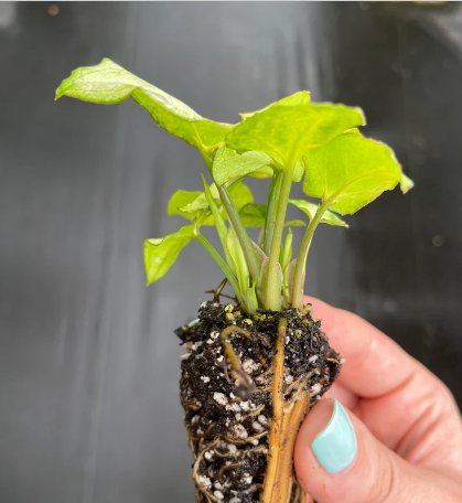 4 Live Plant Butterfly Starter Plant For Garden Syngonium White