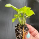 4 Live Plant Butterfly Starter Plant For Garden Syngonium White