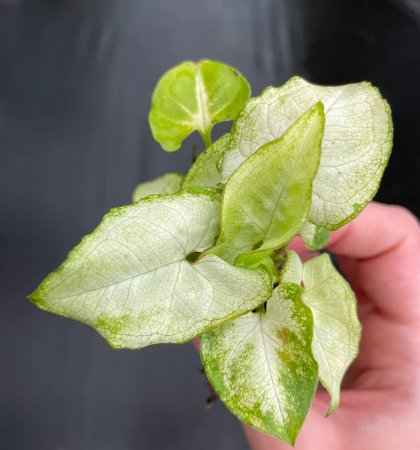 Butterfly Starter Plant 8 Live Plant For Garden Syngonium White