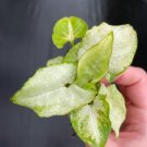Butterfly Starter Plant 8 Live Plant For Garden Syngonium White