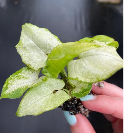 Starter Plant 16 Butterfly Live Plant For Garden Syngonium White