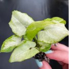 Starter Plant 16 Butterfly Live Plant For Garden Syngonium White