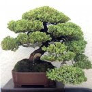 1 Live Plant Bonsai Starter Plant Juniperus Procumbens Nana For Garden