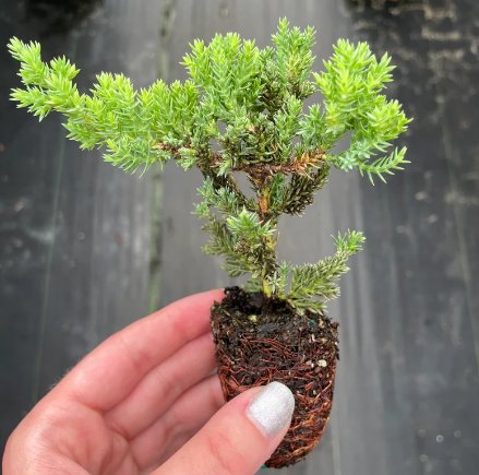 Bonsai Starter Plant Juniperus 2 Live Plant Procumbens Nana For Garden