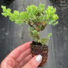 Bonsai Starter Plant Juniperus 2 Live Plant Procumbens Nana For Garden