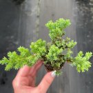4 Bonsai Starter Plant Juniperus Live Plant Procumbens Nana For Garden
