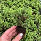 Juniperus Live Plant 8 Bonsai Starter Plant Procumbens Nana For Garden