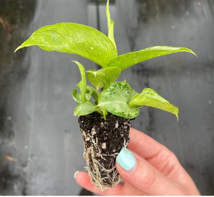 Dieffenbachia 'Snow' Starter Plant 2 Live Plant For Garden