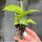 Dieffenbachia 'Snow' Starter Plant 2 Live Plant For Garden