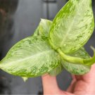 Starter Plant Dieffenbachia 'Snow' 4 Live Plant For Garden