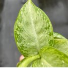 8 Live Plant Starter Plant Dieffenbachia 'Snow' For Garden