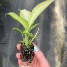 'Camouflage' Starter Plant 2 Dieffenbachia Live Plant For Garden