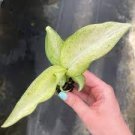 Dieffenbachia Live Plant 16 'Camouflage' Starter Plant For Garden