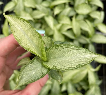 Dieffenbachia 'Tiki' 4 Live Plant Starter Plant For Garden