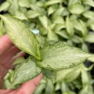 Dieffenbachia 'Tiki' 4 Live Plant Starter Plant For Garden