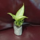 Live Plant Starter Plant 16 Dieffenbachia 'Tiki'For Garden