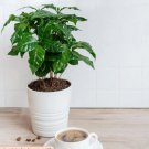 Live Plant 1 Coffee Arabica Starter Plant For Garden
