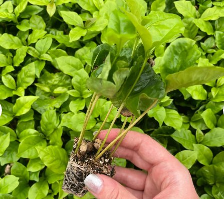 2 Live Plant Coffee Arabica Starter Plant For Garden