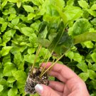 2 Live Plant Coffee Arabica Starter Plant For Garden