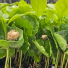 For Garden Live Plant 8 Starter Plant Coffee Arabica
