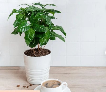 16 Starter Plant For Garden Live Plant Coffee Arabica