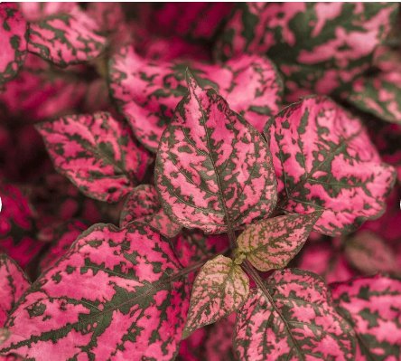 1 Hypoestes Rose 'Polka Dot Plant' Starter Plant For Garden Live Plant