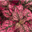 1 Hypoestes Rose 'Polka Dot Plant' Starter Plant For Garden Live Plant