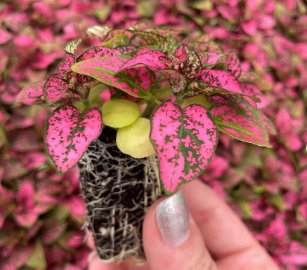 Rose 'Polka Dot Plant' Starter Plant 2 Hypoestes For Garden Live Plant
