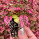 Rose 'Polka Dot Plant' Starter Plant 2 Hypoestes For Garden Live Plant