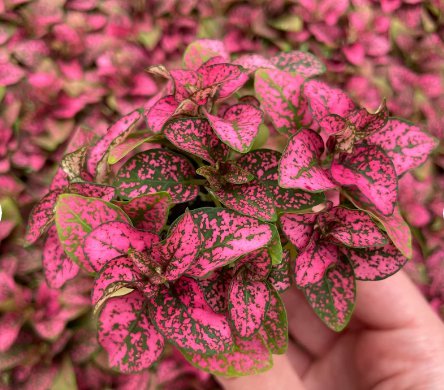 Starter Plant 4 Rose 'Polka Dot Plant' Hypoestes For Garden Live Plant