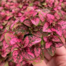 Starter Plant 4 Rose 'Polka Dot Plant' Hypoestes For Garden Live Plant