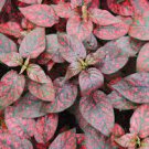 8 Rose 'Polka Dot Plant' Hypoestes Starter Plant For Garden Live Plant