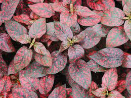 8 Rose 'Polka Dot Plant' Hypoestes Starter Plant For Garden Live Plant
