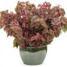 Hypoestes Starter Plant For Garden 16 Rose 'Polka Dot Plant' Live Plant