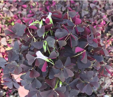 1 Oxalis Triangularis Ebony Allure Starter Plant For Garden