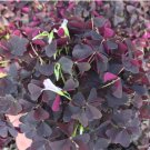 1 Oxalis Triangularis Ebony Allure Starter Plant For Garden