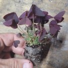 Ebony Allure 4 Starter Plant Oxalis Triangularis For Garden